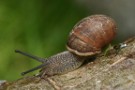 5th June - Snails